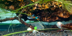 Endler Guppy - Poecilia wingei -- 10Stk. =ab 2,00Euro -- Kleinbleibender lebendgebärender Fisch - NZ Bild 10