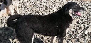 Rachel sucht ein liebevolles Zuhause Bild 2