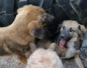 Bommel braucht ein Zuhause für immer Bild 6