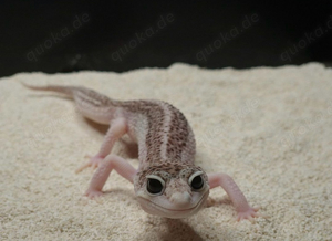 Leopardgecko Weibchen 