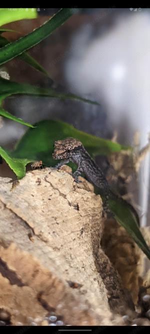 Jungferngecko Jungtiere (Lepidodactylus lugubris   mourning gecko) 