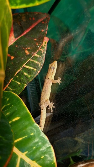 Jungferngeckos