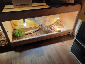 Bartagamen oder Terrarien