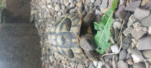 Schildkröte - Testudo hermanni boettgeri - Männchen - Griechische Landschildkröte