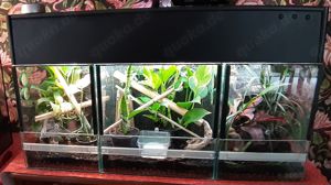 Terrarium Anlage komplett mit Technik