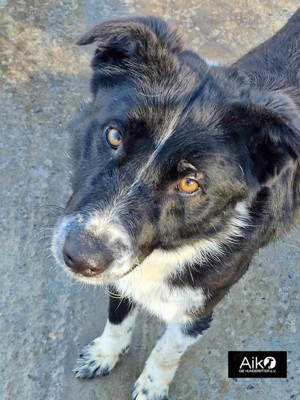 Calvin sucht ein liebevolles Zuhause