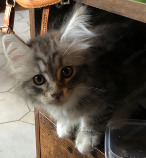 xxl Maine Coon Kitten ab 2.10.24  auszugsbereit  