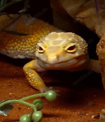 Leopardengecko Giant Weibchen 