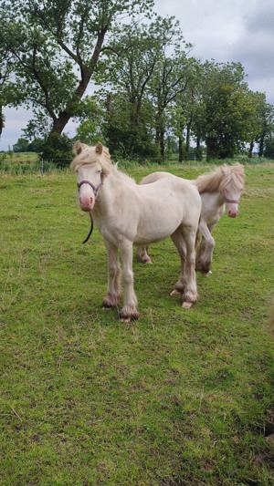 Tinker Ponys zu verkaufen