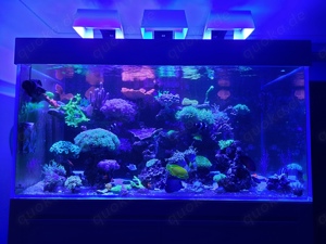 Meerwasser Aquarium 430Liter Korallen Ableger SPS LPS Auflösung