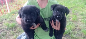 Labrador - Australien Shepard - Bordercollie Welpen 