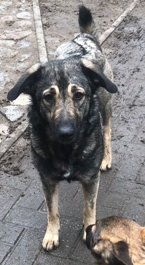 Hündin Billa, Schäferhund-Mix 1,5 Jahre alt, sucht neues zu Hause