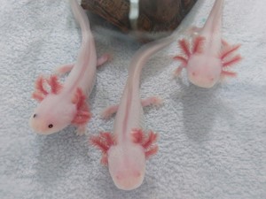 Axolotl 