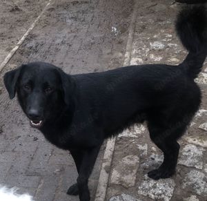 Rüde Bosko, Schäferhund-Retriever-Mix, 1,5 Jahre alt, sucht neues zu Hause