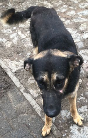 Rüde Milow, Schäferhund-Mix, 1,5 Jahre alt, sucht neues zu Hause