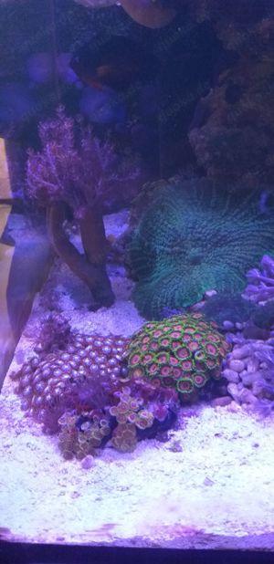 Meerwasseraquarium 150 Liter Bild 9