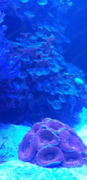 Meerwasseraquarium 150 Liter Bild 10