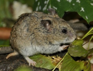 junge verschiedenfarbige chinesische Streifenhamster Hamster männlich weiblich