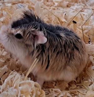 flinke kleine junge Roborowski Zwerghamster Hamster männlich weiblich