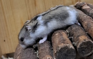 junge dsungarische Zwerghamster dschungarische Hamster Dsungaren Jungtiere Bild 4