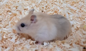 junge dsungarische Zwerghamster dschungarische Hamster Dsungaren Jungtiere Bild 3
