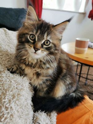 Maine Coon Kitten abgabebereit