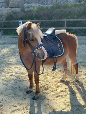 Tolles Freizeitpony Kinderpony sucht liebevolles Zuhause 