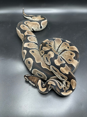 0.1 Axanthic VPI 66% het Pied 