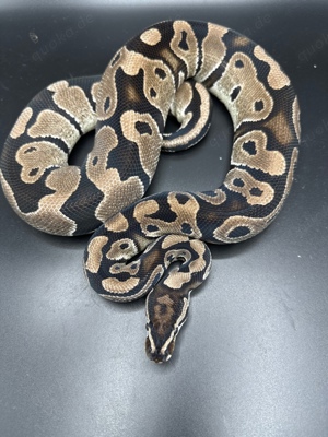 Axanthic VPI 66% het Pied 0.1 