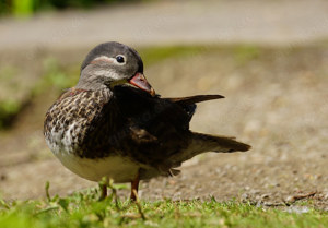 Mandarin Enten Erpel