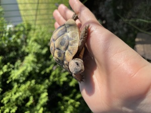 Griechische Landschildkröten aus 2022