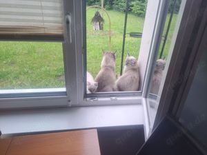  Heilige Birma Familie abzugeben - Kater und Kitten