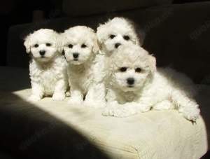 Bichon frise welpen