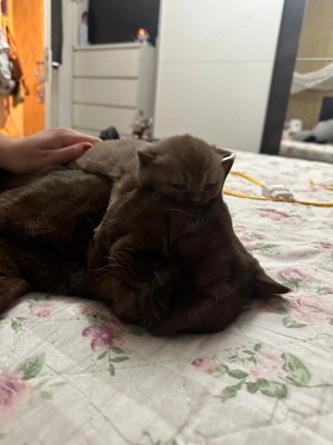 Deckkater choclate Bild 8