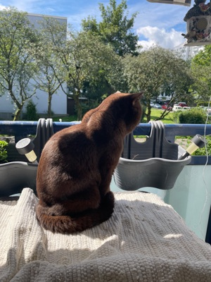 Deckkater choclate Bild 6