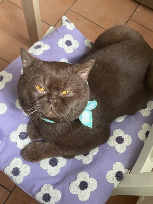 Deckkater choclate Bild 9
