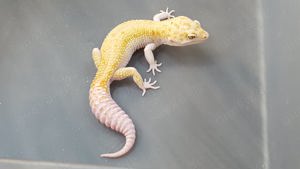 Leopargecko Männchen