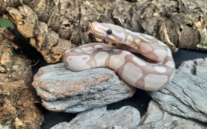 Königspython Coral Glow ( Banana ) Axanthic vpi