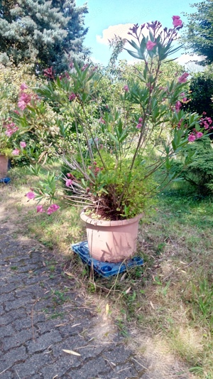 Oleander im großen Topf