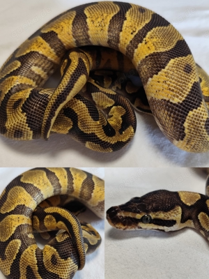 1.0 Enchi Leopard Yellow Belly 100% het Desert Ghost '23