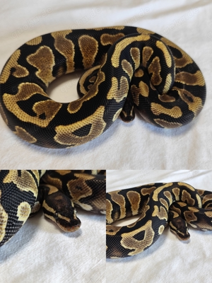 0.1 Yellow Belly 100% het Desert Ghost 50% ph Piebald '23