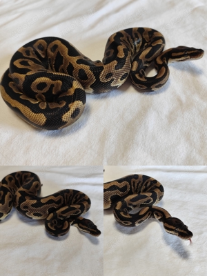 1.0 Leopard 100% het Desert Ghost 50% ph Piebald '23