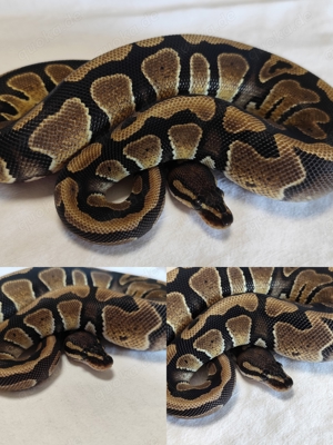 0.1 Classic 100% het Desert Ghost 50% ph Piebald '23