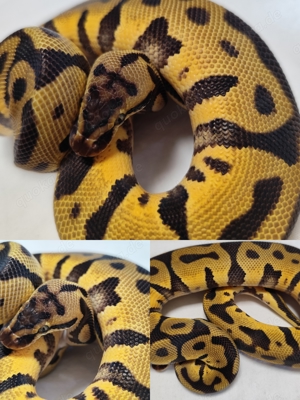 1.0 Enchi Pastel Leopard Yellow Belly 100% het Desert Ghost '23