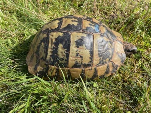 0.1 Griechische Landschildkröte, Testudo hermanni boettgeri, Zuchtweibchen, Wildfang,  