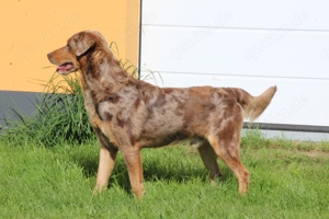 Aussiedor Rüde Labrador x Australian Shepherd