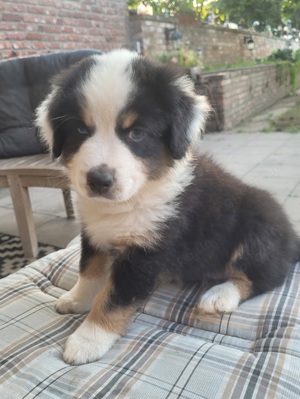 Australian Shepherd  Welpen 