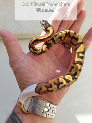 0.1 Enchi Piebald  het.Ultramel Königspython Python 