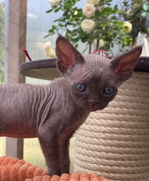 Devon Rex männlich, schokoladenfarben