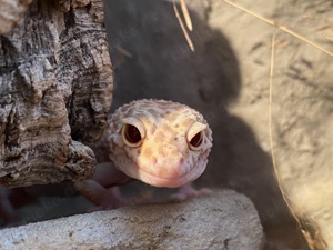 Pastel Raptor Leopardgecko weiblich 